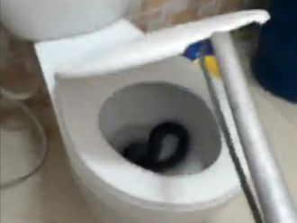 Klozette davetsiz misafir !