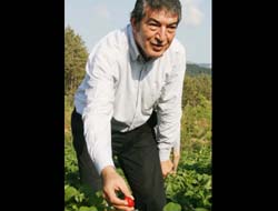 Dünyaya Çilek İhracı Yapacaklar