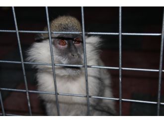 Sevimli maymunlar Bilecik’in ilgi odağı oldu
