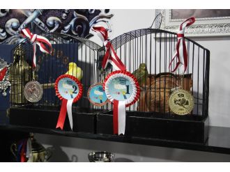 Bu kanaryalar ‘madalyalı’