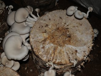 Kahramanmaraş’ta İlk Kez Kayın Mantarı Yetiştirildi