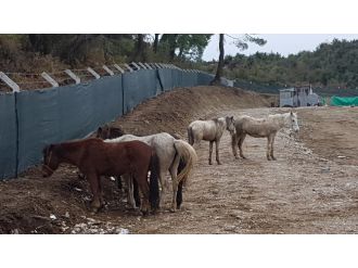 At keserlerken jandarma bastı