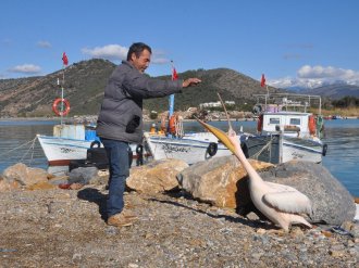 ’Pelikan Abbas’ Gazipaşa Lİmanı’nın maskotu oldu