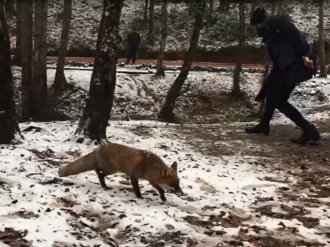 Ormanda tilki süprizi