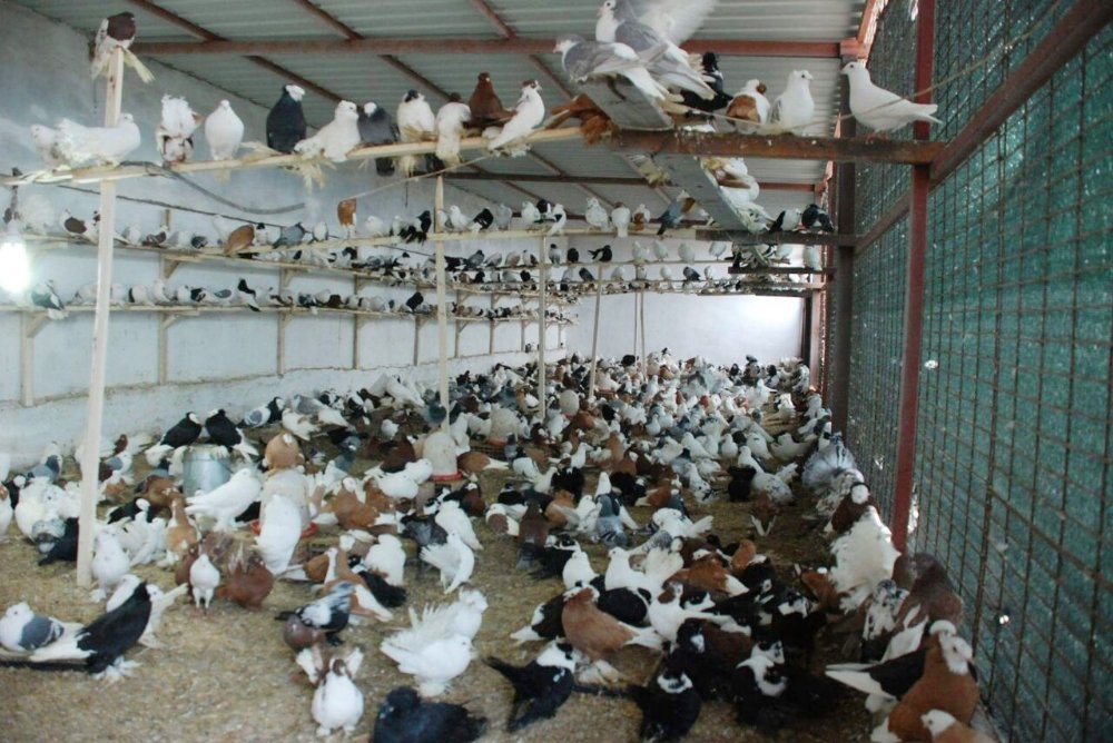 İcralık güvercinleri banka aldı