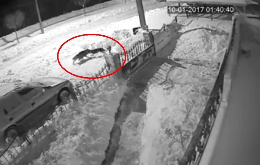 Aç kalan kurt şehre inip köpeğe saldırdı