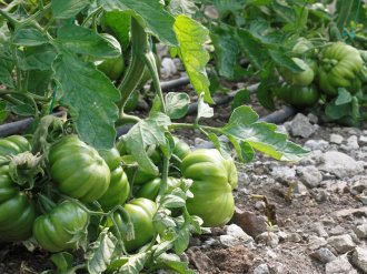 Kahramanmaraş’ta  seracılık her geçen gün yaygınlaşıyor