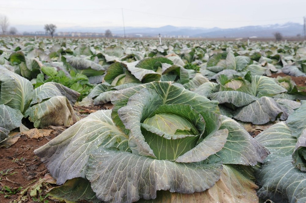 Tarlada 35 kuruş, pazarda 7 lira