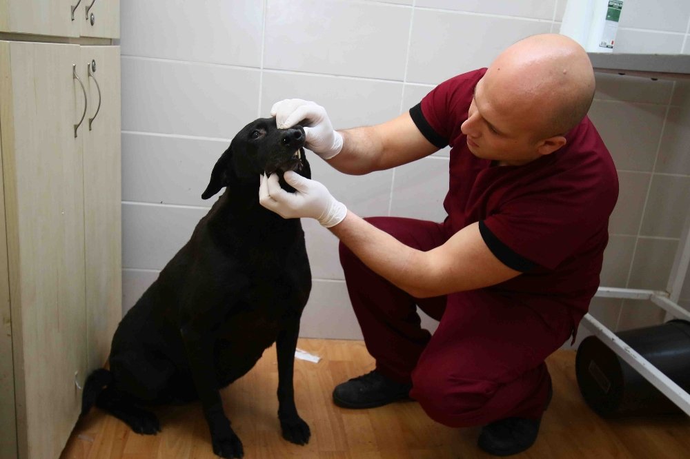 “Arap” artık emin ellerde