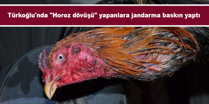 Türkoğlu'nda "Horoz dövüşü" yapanlara jandarma baskın yaptı