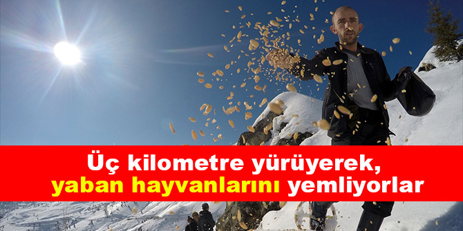 Üç kilometre yürüyerek, yaban hayvanlarını yemliyorlar