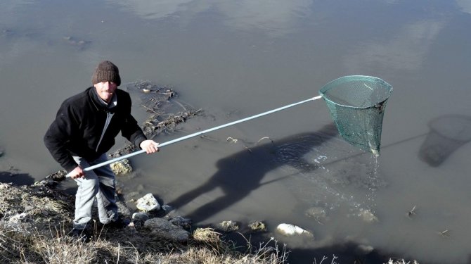 Porsuk Çayı’nda balık ölümleri korkutuyor
