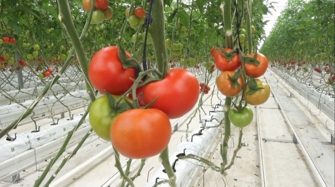 Ağrı'da Eksi 40 derecede domates üretimi yapılıyor