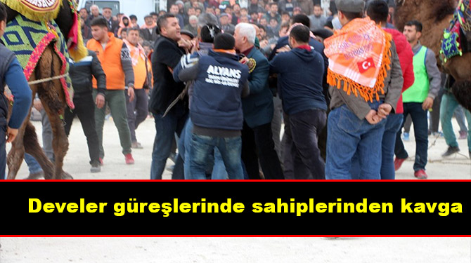 Develer güreşlerinde sahiplerinden kavga