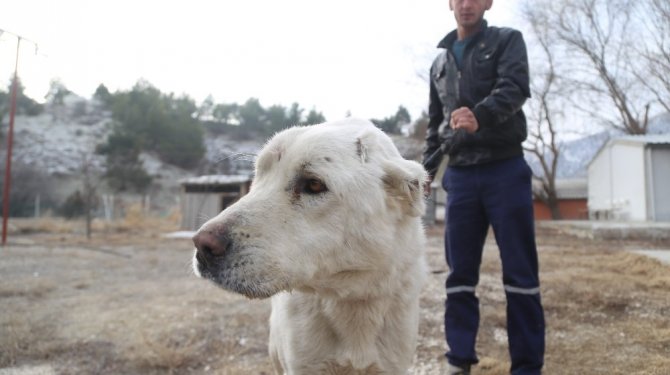 Eziyet edilen köpeği hayvansever sahipsiz bırakmadı