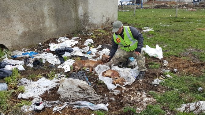 Çok sayıda köpek cesedi bulunmasıyla bir vahşet ortaya çıktı