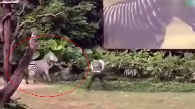 Zebra, kolundan ısırdığı adamı uzun süre bırakmadı