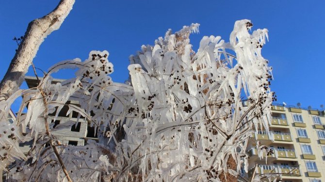 Kilis'te, donan ağaçlar ilginç görüntüler oluşturdu