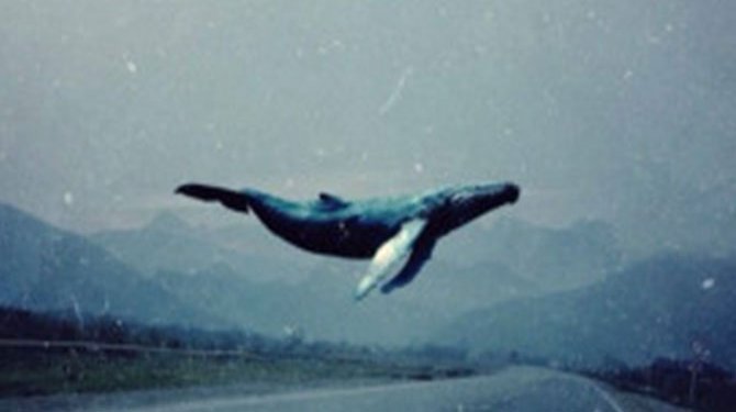 Gizemli 'Mavi Balina' Oyunu Gençleri İntihara Sürüklüyor