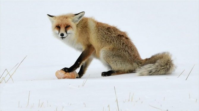 Aç kalan tilkiyi ekmekle besledi