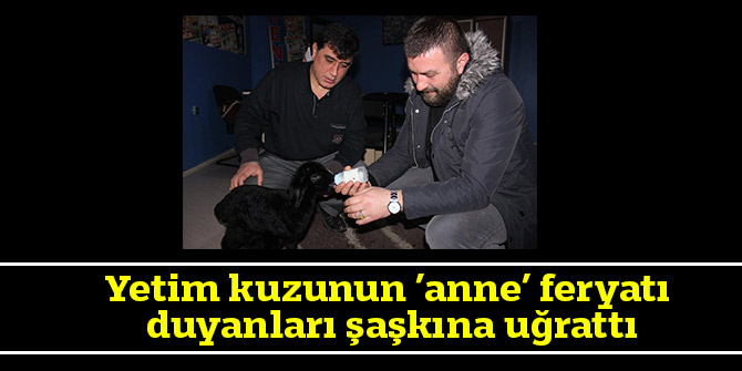 Yetim kuzunun ’anne’ feryatı duyanları şaşkına uğrattı