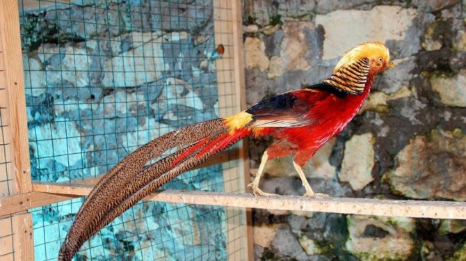 Bir vatandaş hobi amaçlı 40 çeşit kuşa bakıyor