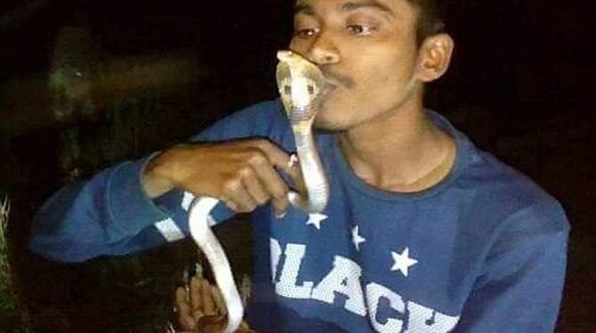 Öptüğü kobra sonu oldu