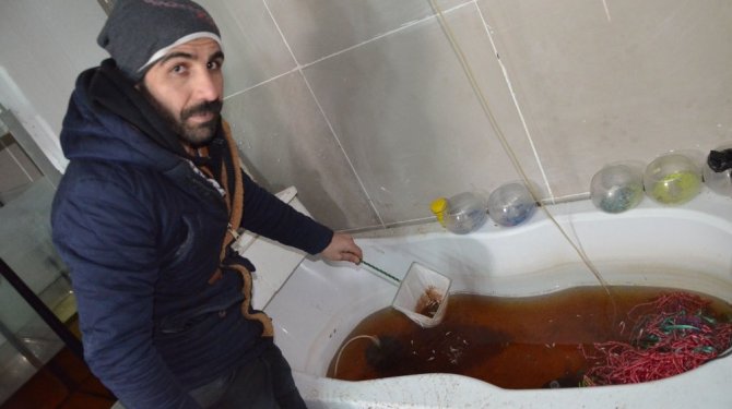 Binlerce süs balığı telef oldu