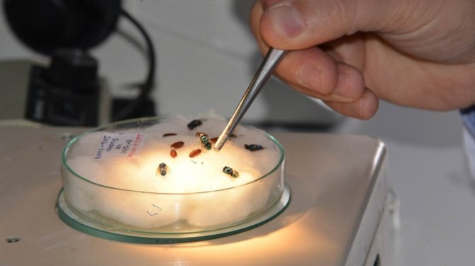 Selçuk Üniversitesi, derin yaraları iyileştirecek sinek larvası üretecek
