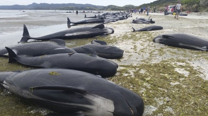 Karaya vuran pilot balinalardan yaklaşık 100’ü kurtarıldı
