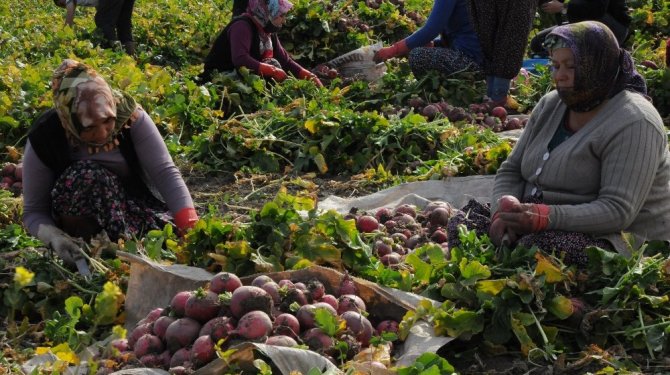 Mevsimlik işçilerin zorlu mücadelesi