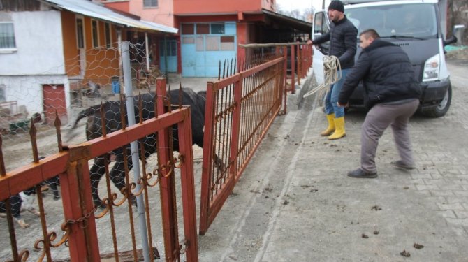 Öfkeli boğa 5 kişiyi yaraladı