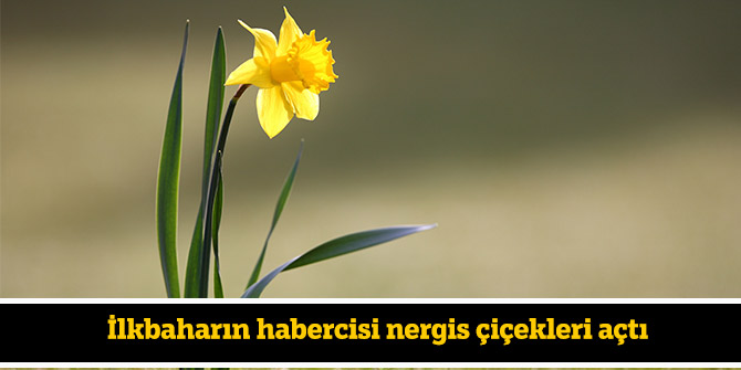 İlkbaharın habercisi nergis çiçekleri açtı