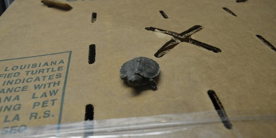 Yavru kaplumbağalar gümrükten geçemediler