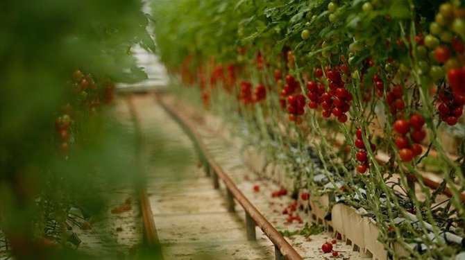 Salçasını Irak, suyunu Japonya, kendisini Belarus aldı