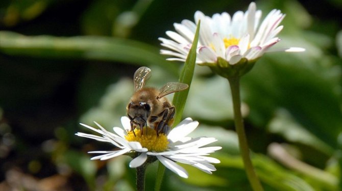 ilk cemre 19 Şubat'ta havaya düşecek