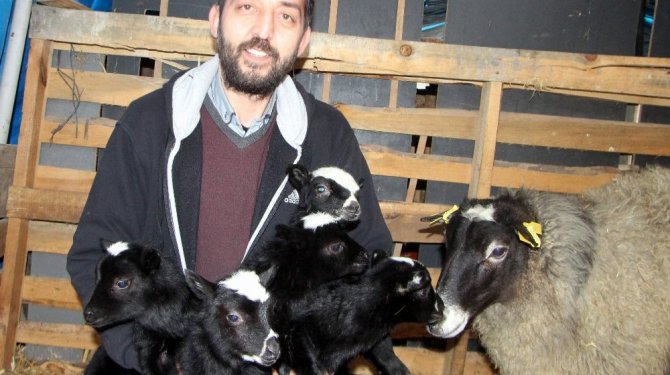 İthal koyunların 6’sı beşiz doğurdu