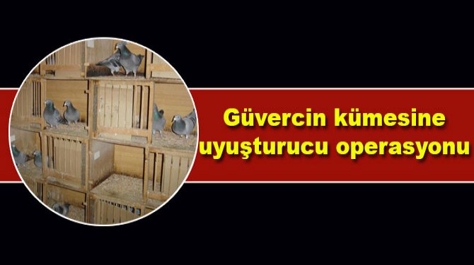 Güvercin kümesine uyuşturucu operasyonu