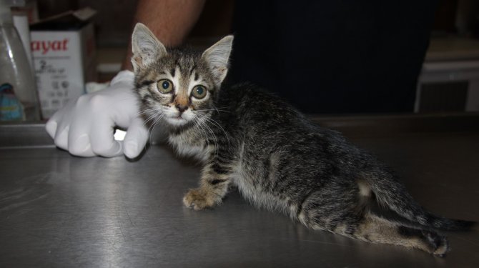 Yaralı halde bulunan sokak kedisi, tedavi edildi
