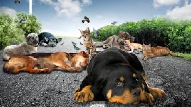 Elbistan sokak hayvanlarına yönelik çalışma başlattı