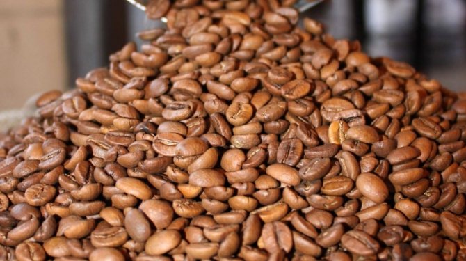 Kahve üretiminin lideri  ithaline başladı