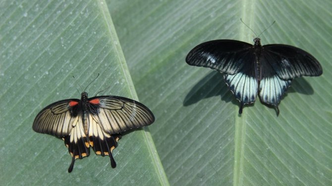 Konya’da çift cinsiyetli kelebek bulundu