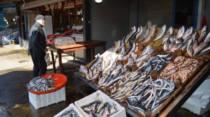 Hamsi rekora koşuyor