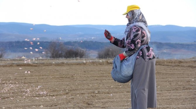 ’Beyaz altın’ın ekimi başladı