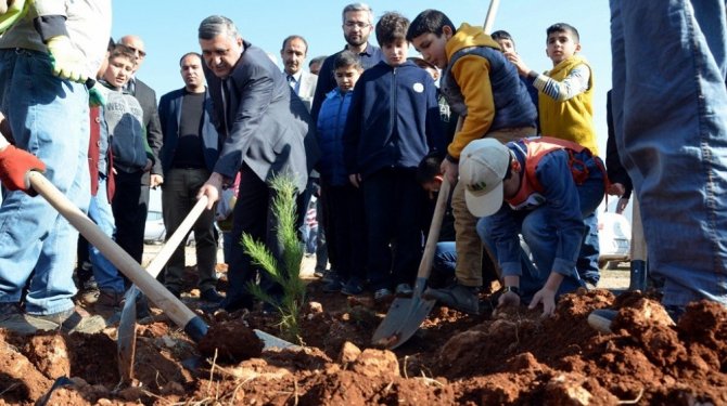 TEMA Vakfı tarafından düzenlenen etkinlikte 10 bin çam fidanı diktiler