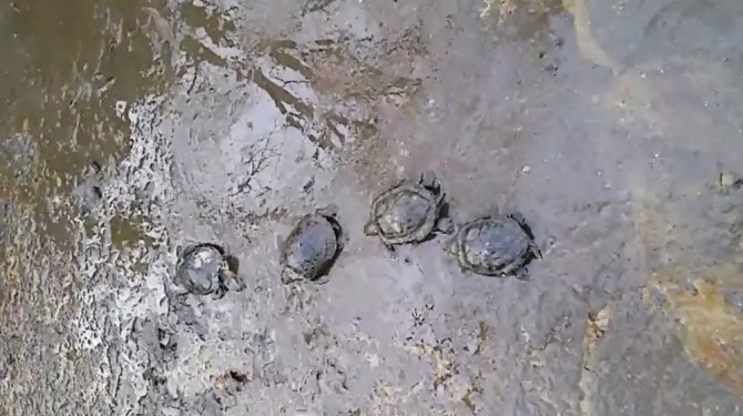 Boş havuza terk edilen su kaplumbağaları öldü