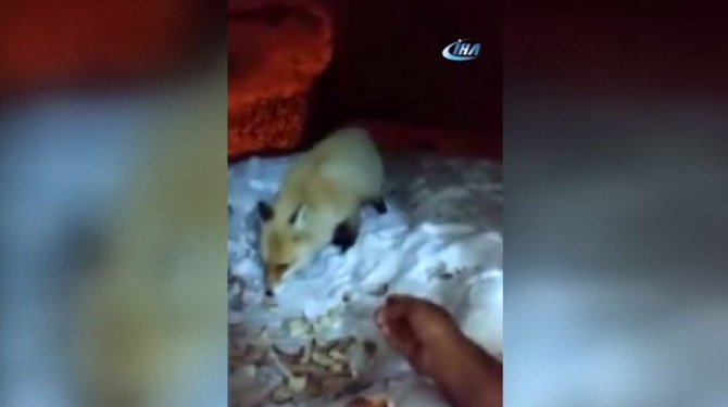 Aç kalan tilkiyi eliyle besledi