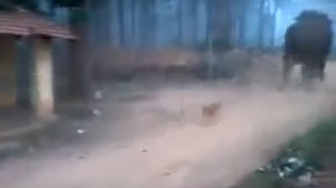 Minik köpek dev fili böyle kovaladı