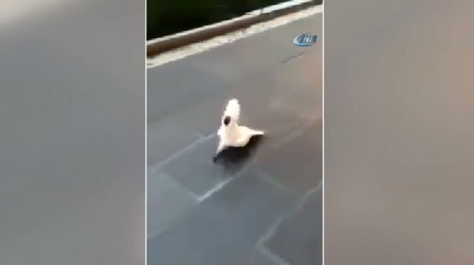 Bu papağan havlıyor