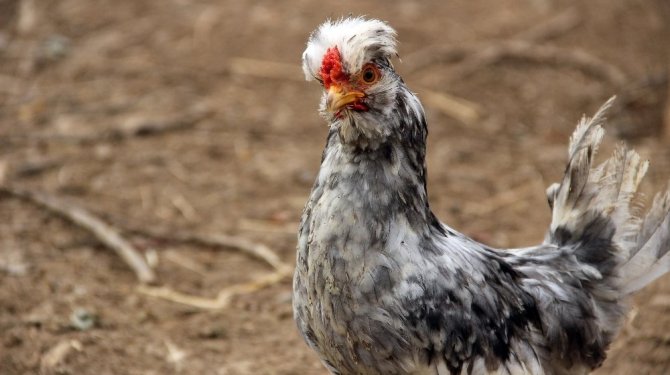 15 bin liralık tavus kuşunu çaldılar